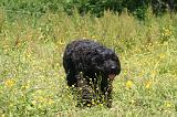BOUVIER DES FLANDRES 474